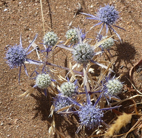 Eryngium tenue image