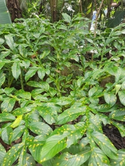 Amorphophallus paeoniifolius
