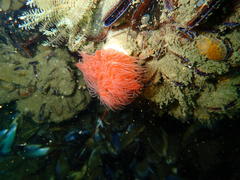 Protula bispiralis