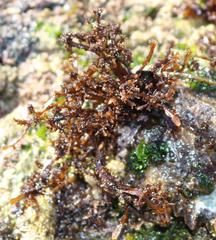 Gelidium pristoides