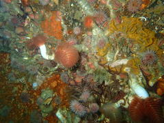 Protula bispiralis