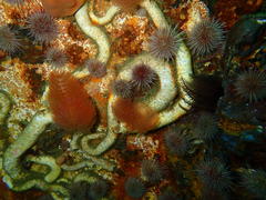 Protula bispiralis