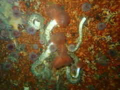 Protula bispiralis