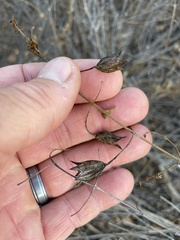 Lepechinia cardiophylla