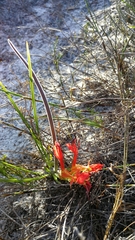 Babiana ringens australis