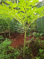 Amorphophallus paeoniifolius
