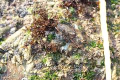 Scutellastra longicosta