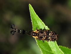 Cloniocerus aureovittatus