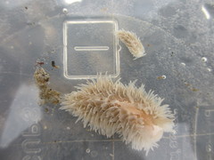 Aeolidia