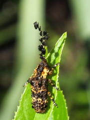 Cloniocerus aureovittatus