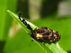 Cloniocerus aureovittatus