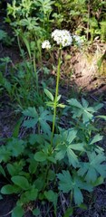 Valeriana occidentalis