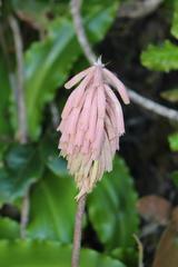 Veltheimia bracteata