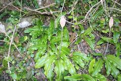 Veltheimia bracteata