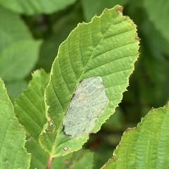Phyllonorycter esperella