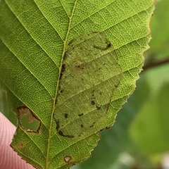 Phyllonorycter esperella