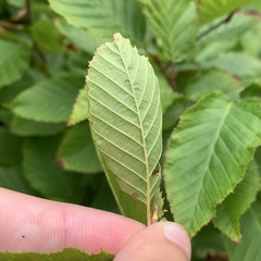 Phyllonorycter esperella