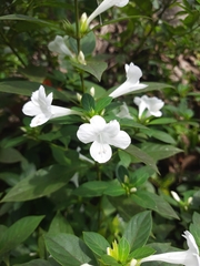 Barleria cristata