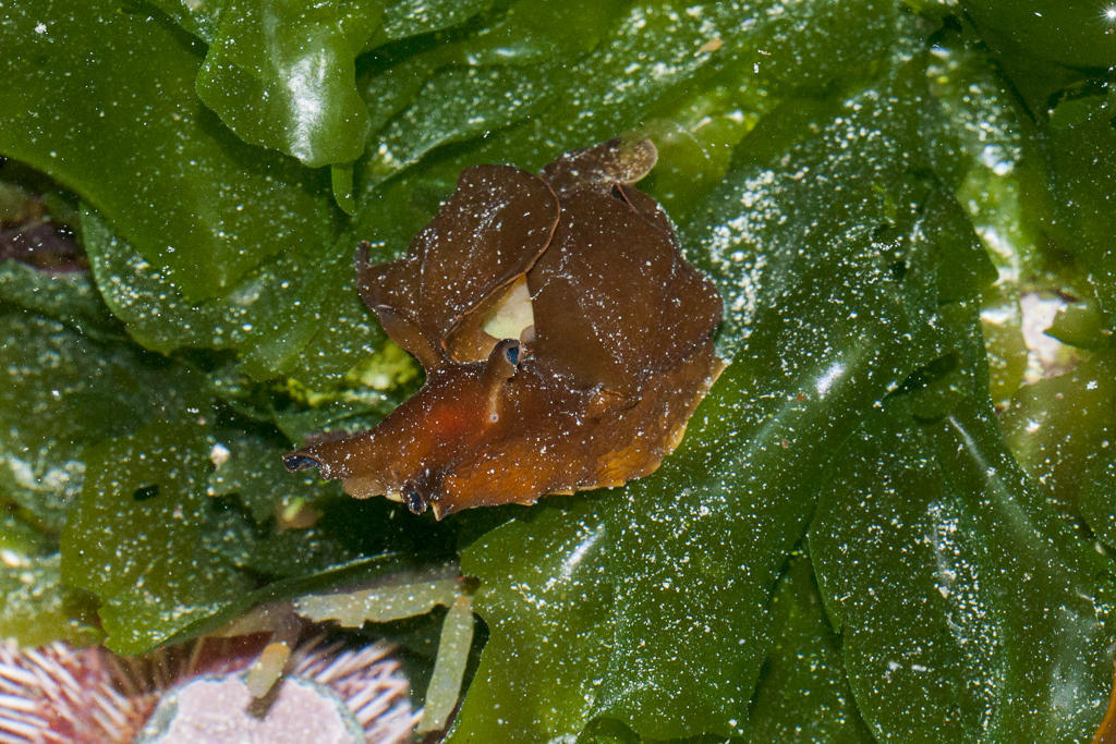 Dwarf sea hare