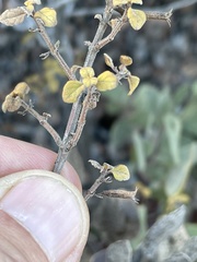 Clinopodium ganderi