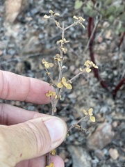 Clinopodium ganderi