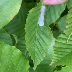 Phyllonorycter esperella