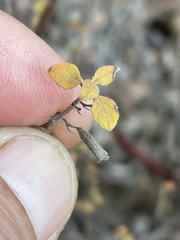 Clinopodium ganderi