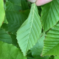Phyllonorycter esperella