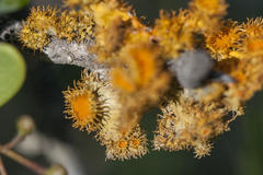 Teloschistes hypoglaucus