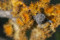 Teloschistes hypoglaucus