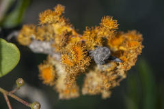 Teloschistes hypoglaucus