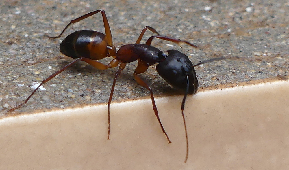Camponotus magister
