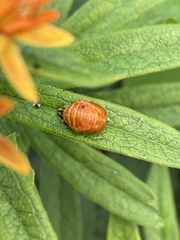 Harmonia axyridis
