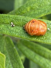 Harmonia axyridis