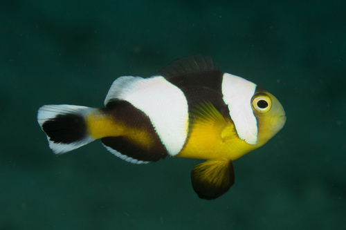 Brownsaddle clownfish (Amphiprion polymnus) — Pomacentridae — 2