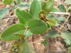 Sphedamnocarpus pruriens pruriens