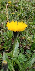 Scorzoneroides montana