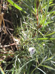 Psoralea glaucina
