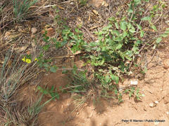 Sphedamnocarpus pruriens pruriens