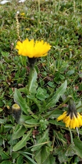 Scorzoneroides montana