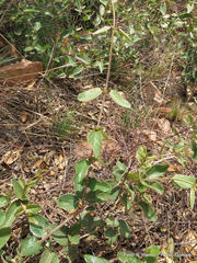 Sphedamnocarpus pruriens pruriens