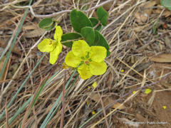 Sphedamnocarpus pruriens pruriens