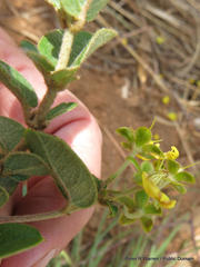 Sphedamnocarpus pruriens pruriens