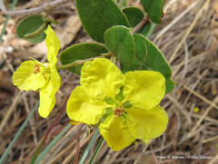 Sphedamnocarpus pruriens pruriens