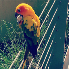 Aratinga solstitialis