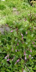 Epilobium collinum