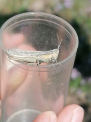 Chorthippus dichrous