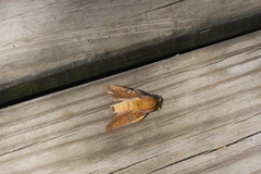 Syssphinx blanchardi