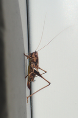 Pholidoptera griseoaptera