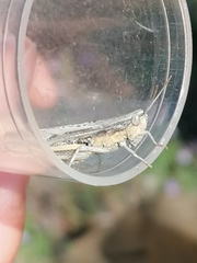 Chorthippus dichrous